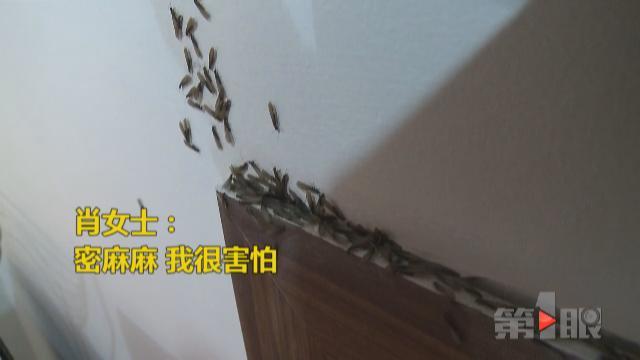 女子家中被白蚁占领 它们都爬到了婴儿脸上了 - 3