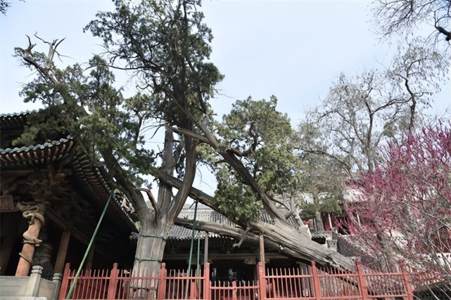 周柏:犹如苍龙欲飞,阅尽晋阳沧桑,是晋祠历史文化发展的见证者