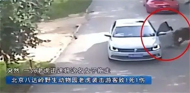 "八达岭老虎咬人事件"6年后,那个幸存的女人,如今怎么样了?