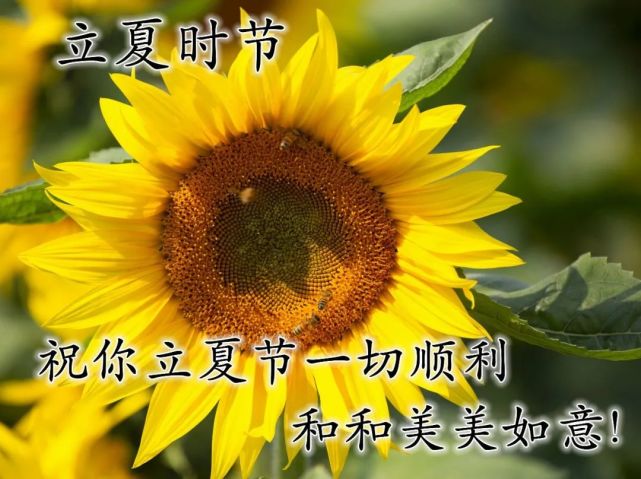 立夏节气唯美祝福问候图片带字大全 早上好问候语温馨短句 早安祝福