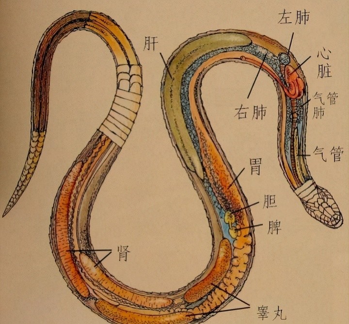 蛇的身体结构无毒蛇在咬住猎物后,一部分无毒蛇会直接将猎物吞下去,另