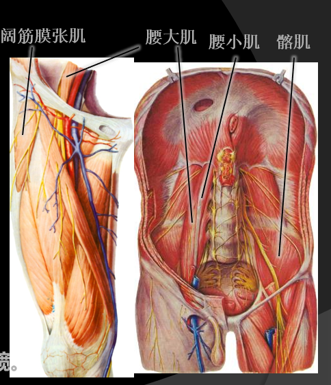 骨科精读髋关节解剖及生物力学看完本文你就理解了