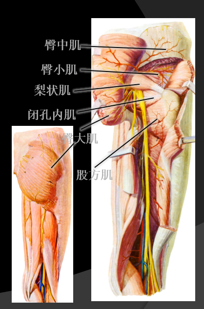 骨科精读|髋关节解剖及生物力学,看完本文你就理解了!