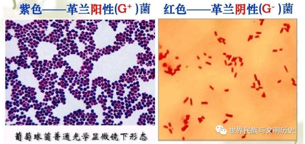 的革兰氏阳性菌有:葡萄球菌(staphylococcus,链球菌(streptococcus)