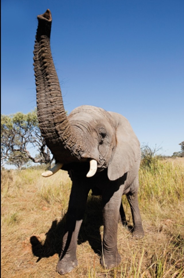 当大象用鼻子吸水时,水便进入鼻腔,等水快要灌满鼻腔的时候,喉咙部位