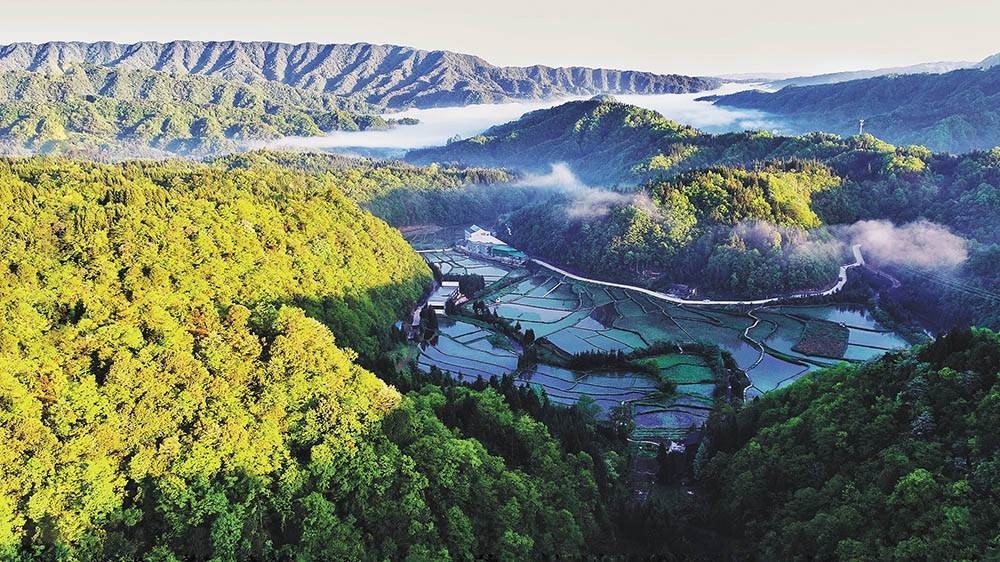 石柱冷水镇有机莼菜基地.