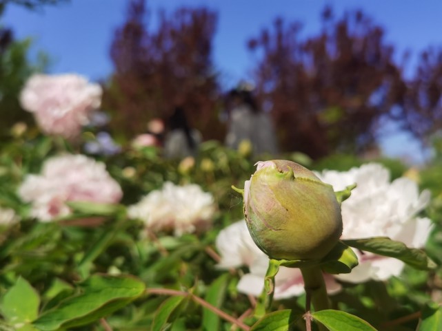 占地740亩的牡丹园,集特色花卉观赏,农产品加工,优新高端经果采摘