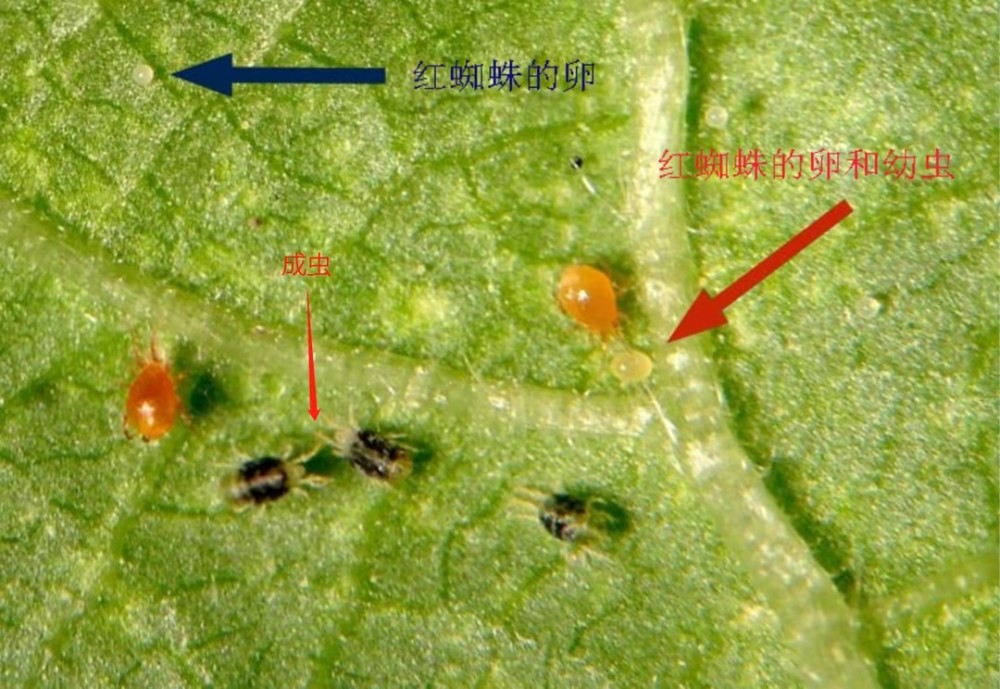 月季红蜘蛛爆发的季节来了这样做消灭小妖精月季花开满园