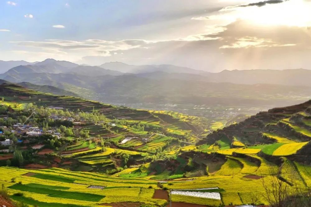 遍地金黄天水武山最美油菜花已上线