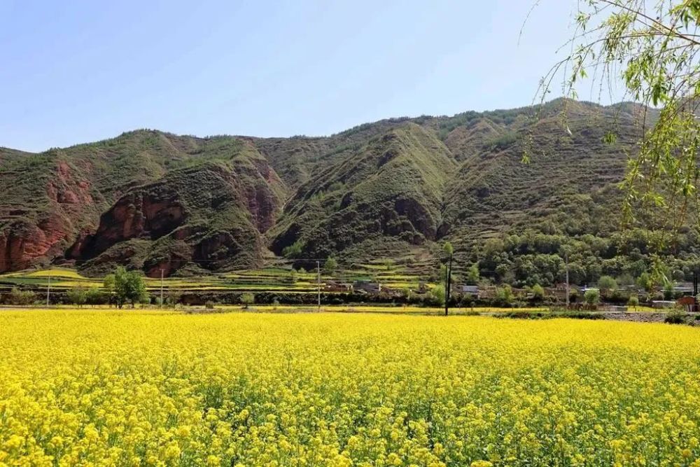 遍地金黄天水武山最美油菜花已上线