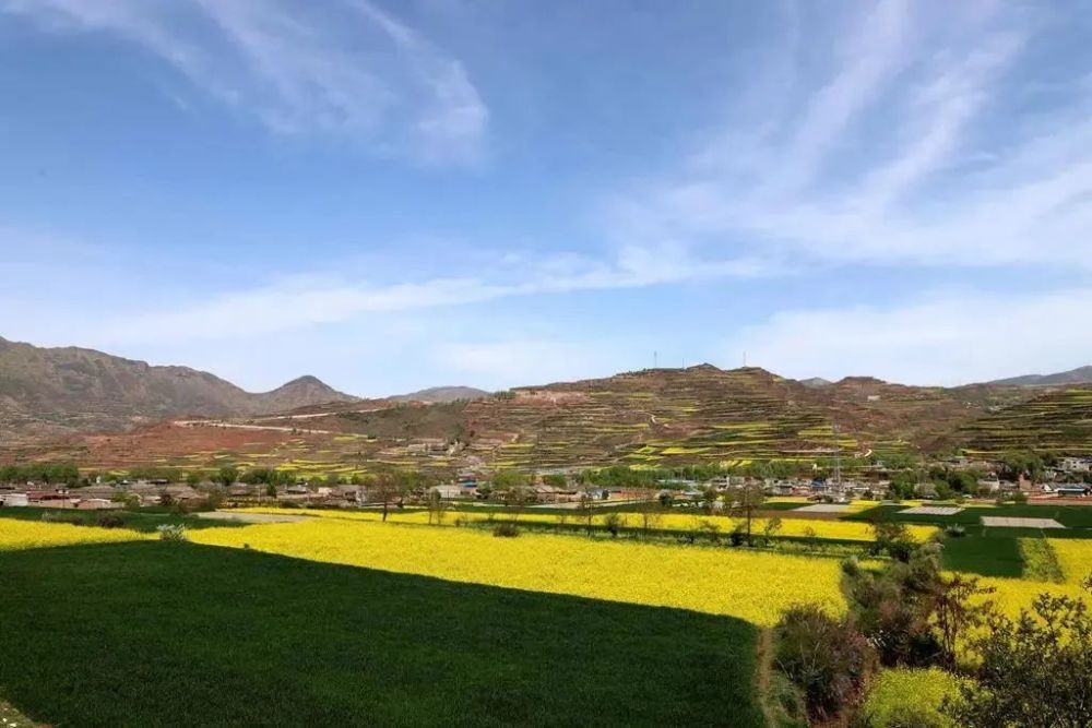遍地金黄天水武山最美油菜花已上线