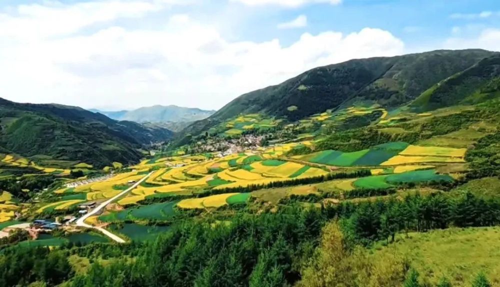 遍地金黄天水武山最美油菜花已上线