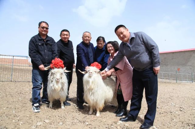 乌拉特后旗潮格温都尔镇"二狼山白绒山羊保护工程"超细型二狼山白