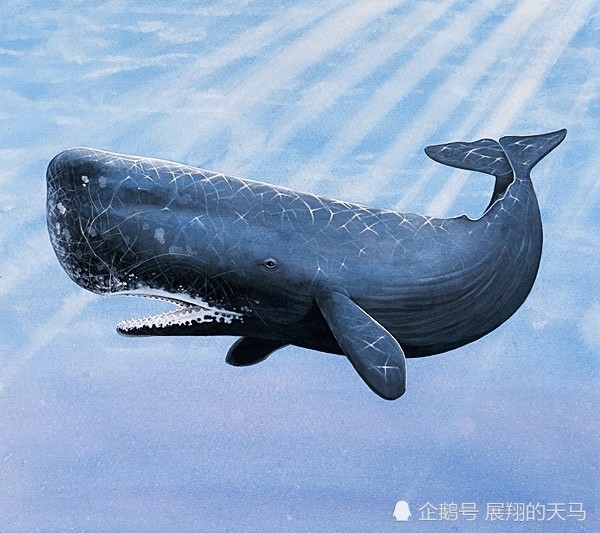 海洋这么大作为鲸鱼家族成员的抹香鲸为何喜欢对付大王乌贼
