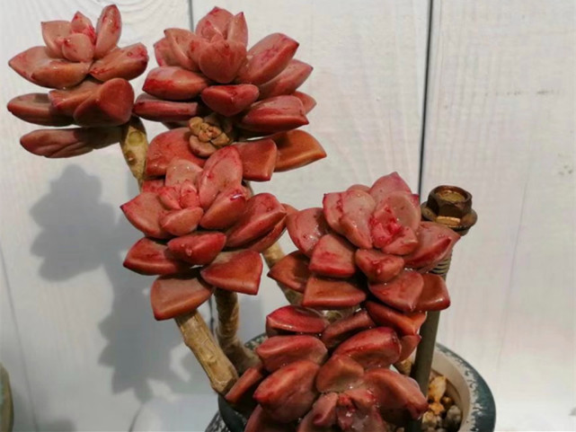 从不担心挂掉的十种多肉热点或冷点干点或湿点都能好好活着