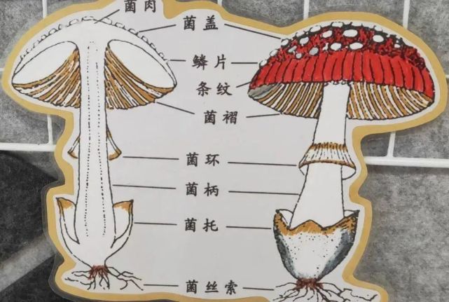 菌菇是由菌盖,鳞片,菌褶,菌柄和菌丝五部分组成.
