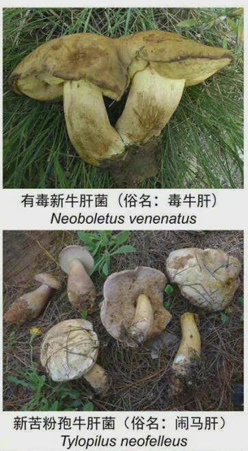 云南最新版常见有毒野生菌出炉善意提醒筑牢生命安全防线