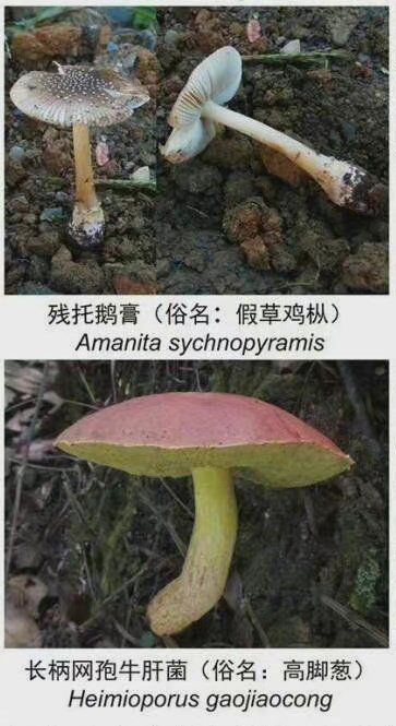 云南最新版常见有毒野生菌出炉 善意提醒筑牢生命安全防线