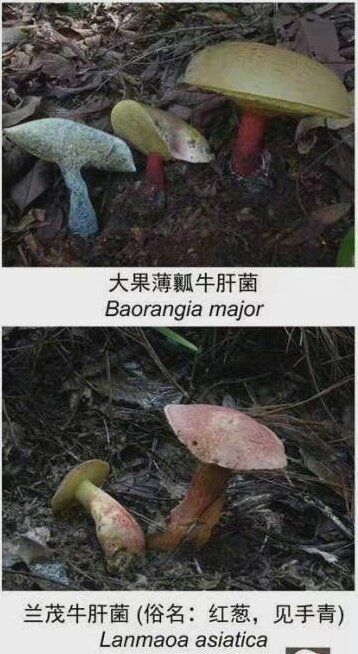 云南最新版常见有毒野生菌出炉 善意提醒筑牢生命安全防线