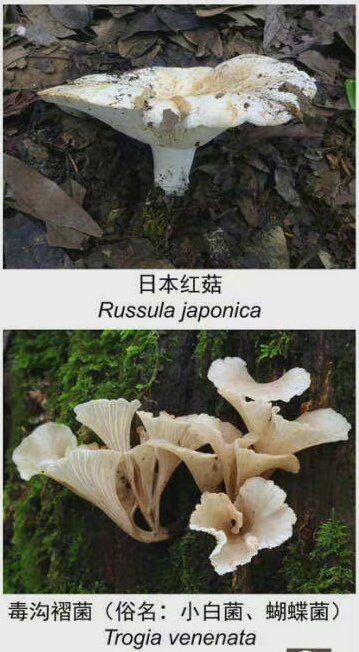 云南最新版常见有毒野生菌出炉善意提醒筑牢生命安全防线