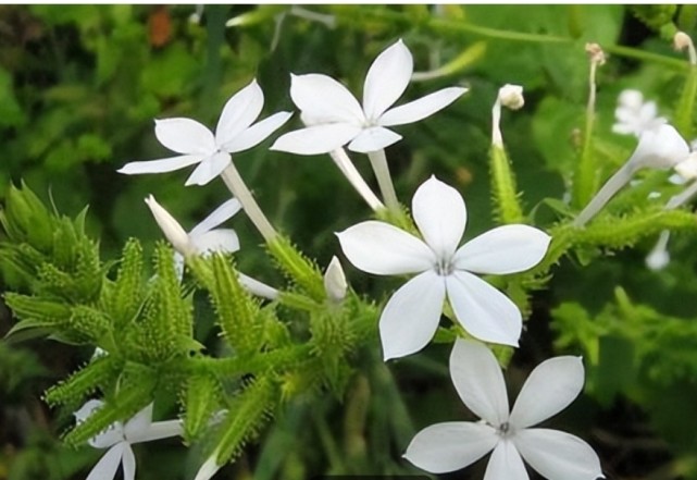 中药古今研究:白花丹