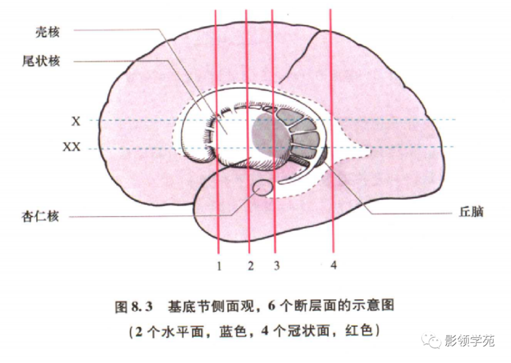 壳核和尾状核称新纹状体;苍