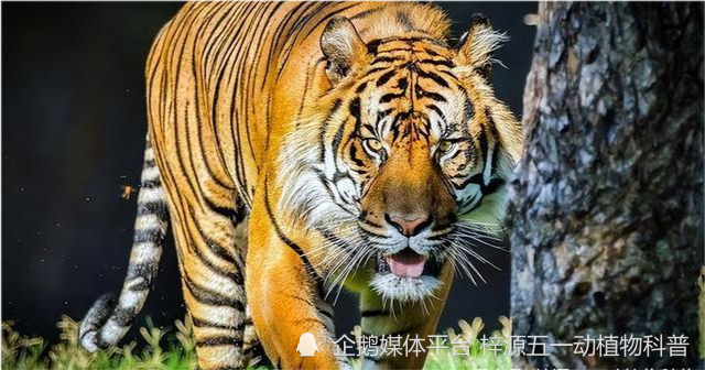 老虎额头上王字的由来