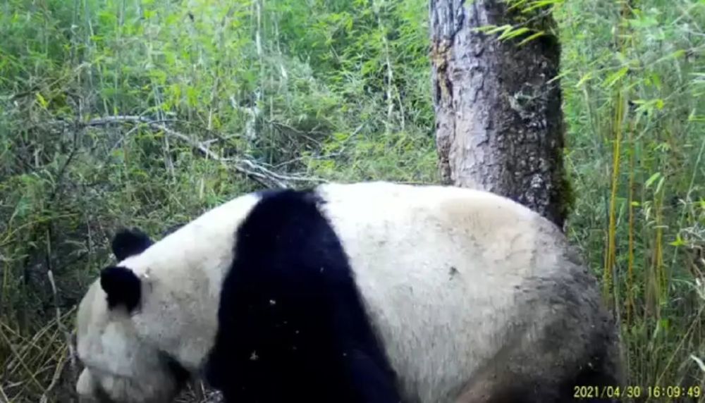 绵阳人人手一只大熊猫是藏不住了!(图8)