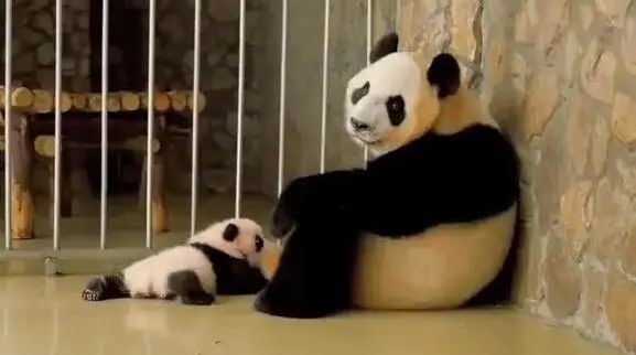 綿陽人人手一只大熊貓是藏不住了!(圖15)