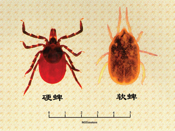 蜱虫背壳根据其外壳的坚硬程度和软硬程度分为硬蜱和软蜱蜱虫.