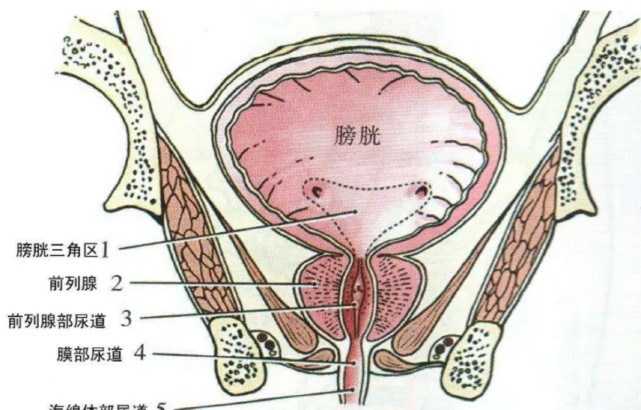 人体最脏的部位在哪?尿液竟然算干净,口腔比肠道还脏?