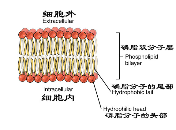 细胞膜的骨架由两层磷脂分子组成,形状像"蝌蚪,头部和尾部有亲水基团