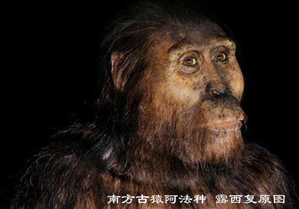 人类始祖:露西?