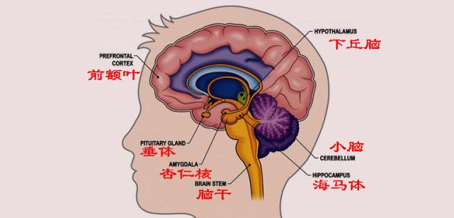 是前世留下的记忆?科学家:是癫痫