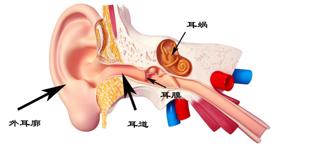 听觉系统解剖结构人的听觉系统在解剖学上可分为外耳,中耳,内耳.