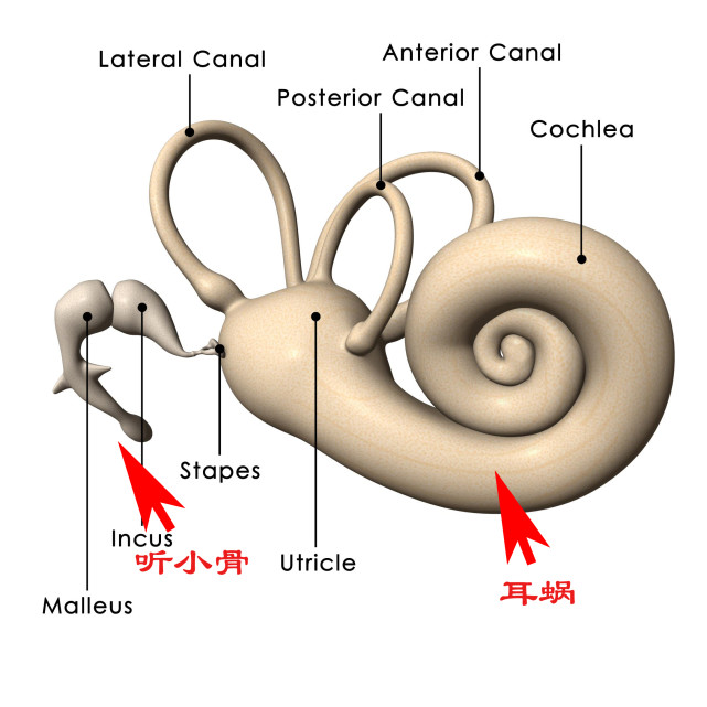 耳蜗;耳蜗是什么?