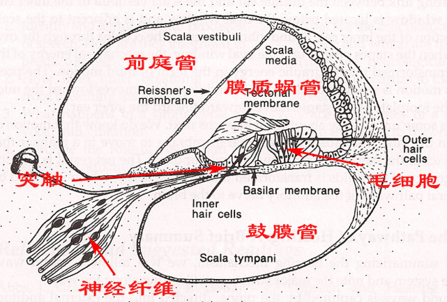 它看起来像蜗牛吗?