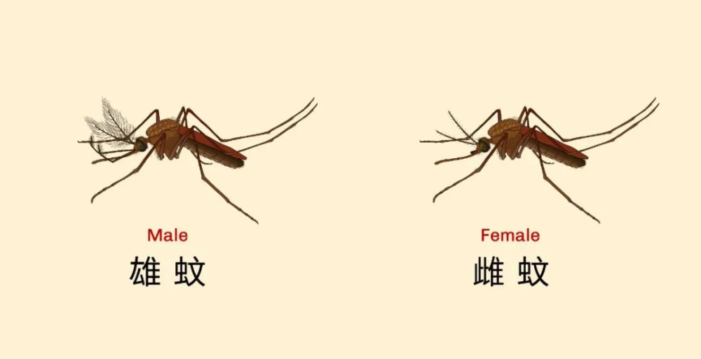 为了咬人蚊子进化了一万年赵志磊一席第899位讲者