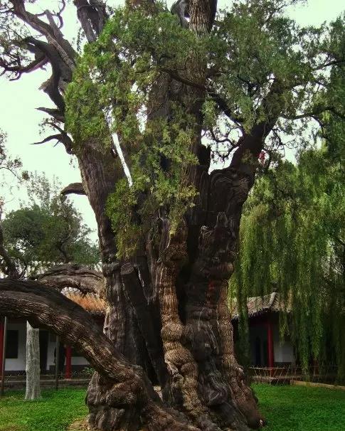 中国公认最古老的柏树,在河南登封,曾被汉武帝封为"将军"