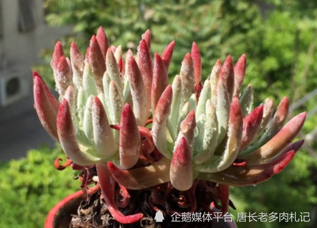 奴婢吉娜,爱杜丽斯和白菊3种仙女杯怎么区分?