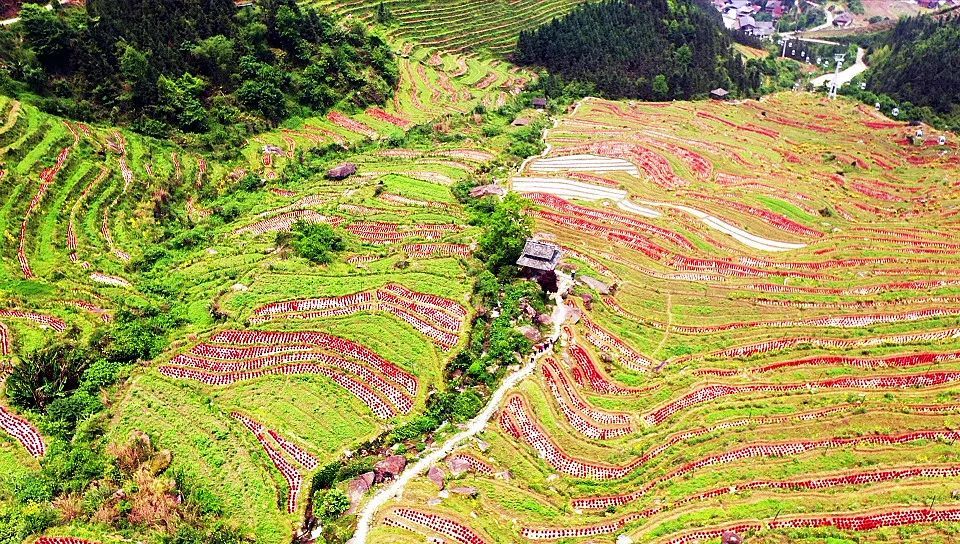 高山叠瀑距桂林115公里,景区海拔400-1600米布尼梯田位于龙胜县泗水乡