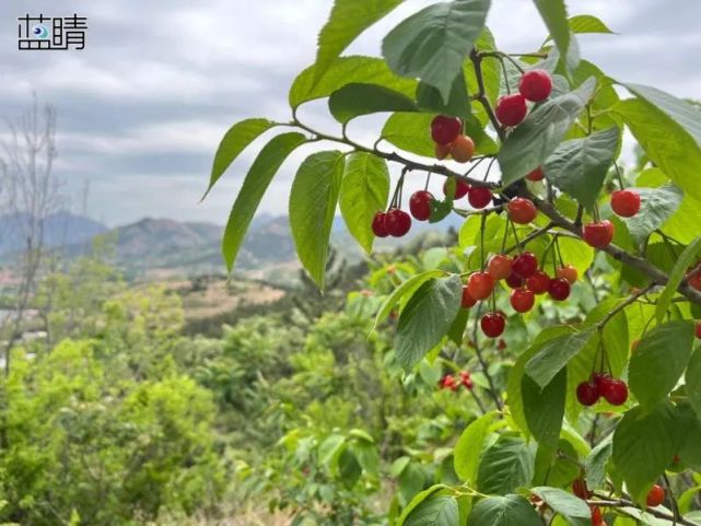 崂山北宅樱桃熟了