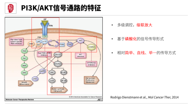 mapk,pi3k,nf-bk,12大信号通路配图详解!