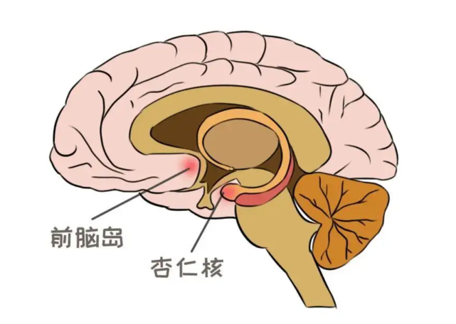 患有杏仁核损伤的小猴子更难以表述自己的需求,也不更难区分自己的