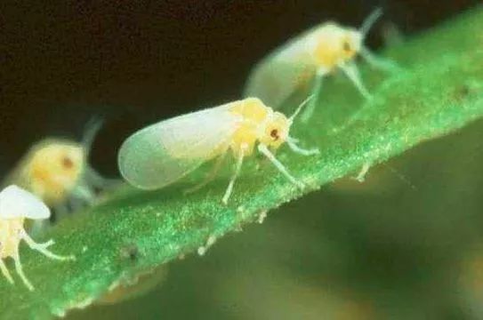 防治蚧壳虫蚜虫梨木虱烟粉虱的好配方