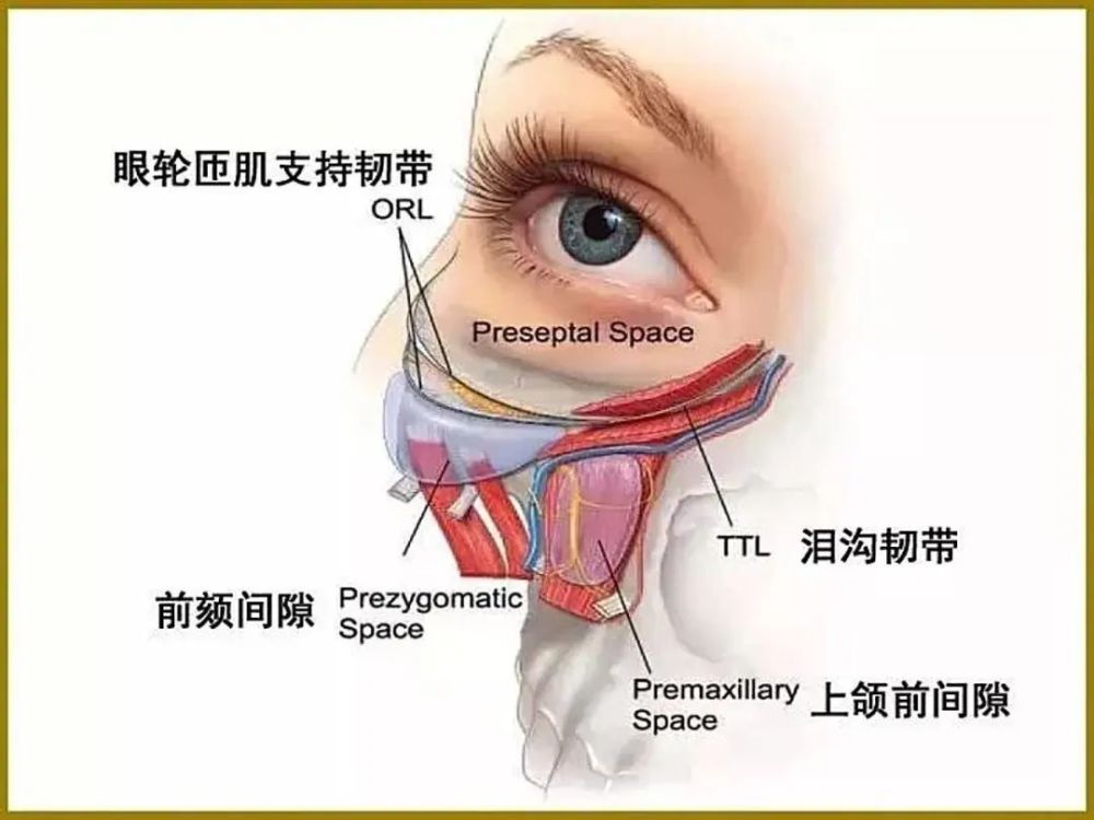 年龄增加,或者不正确用眼,经常揉搓眼部,你的泪沟韧带就会慢慢松弛