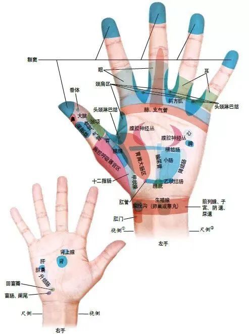 手是人体的全息反射区,我们的双手上有86个穴位,一些穴位分别对应我们