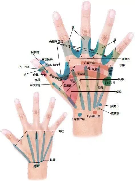 手是人体的全息反射区,我们的双手上有86个穴位,一些穴位分别对应我们