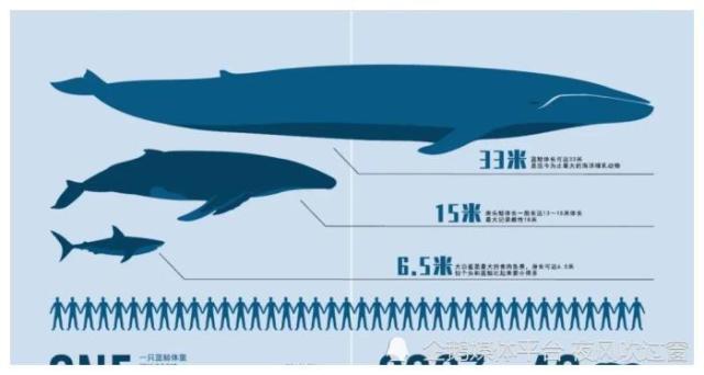 地球上出现过的最大动物是哪种?其实蓝鲸也算其中之一!