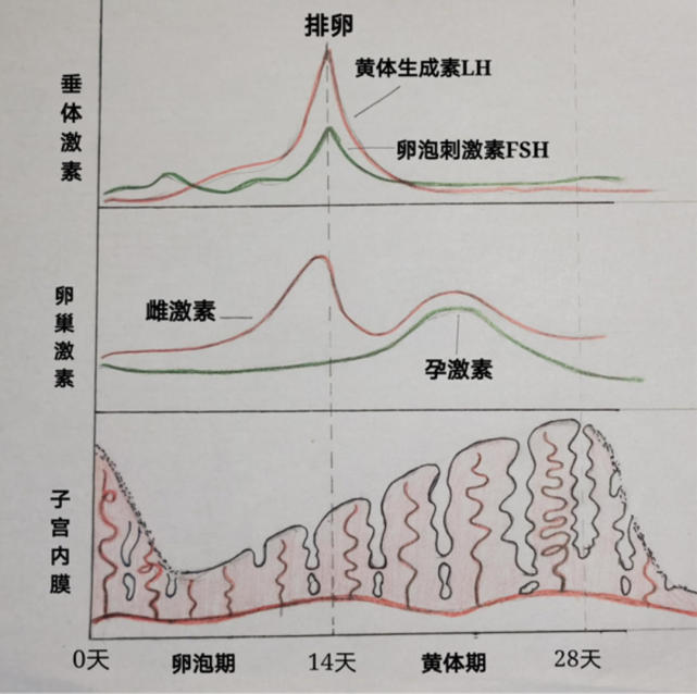 根据患者病史,结合b超提示,其腹痛考虑:左侧卵巢黄体破裂